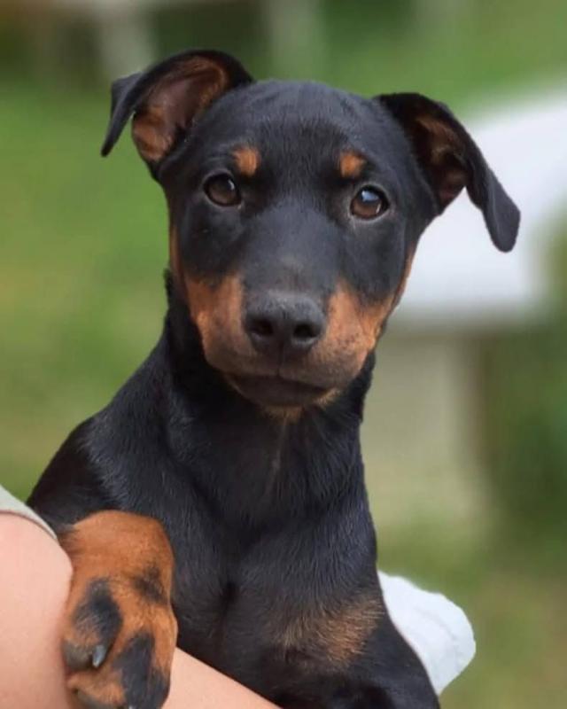 Otis