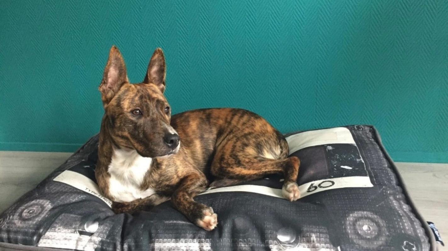 Dex
