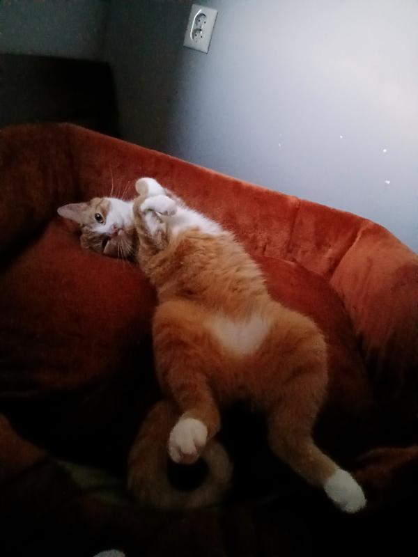 Max / Kater