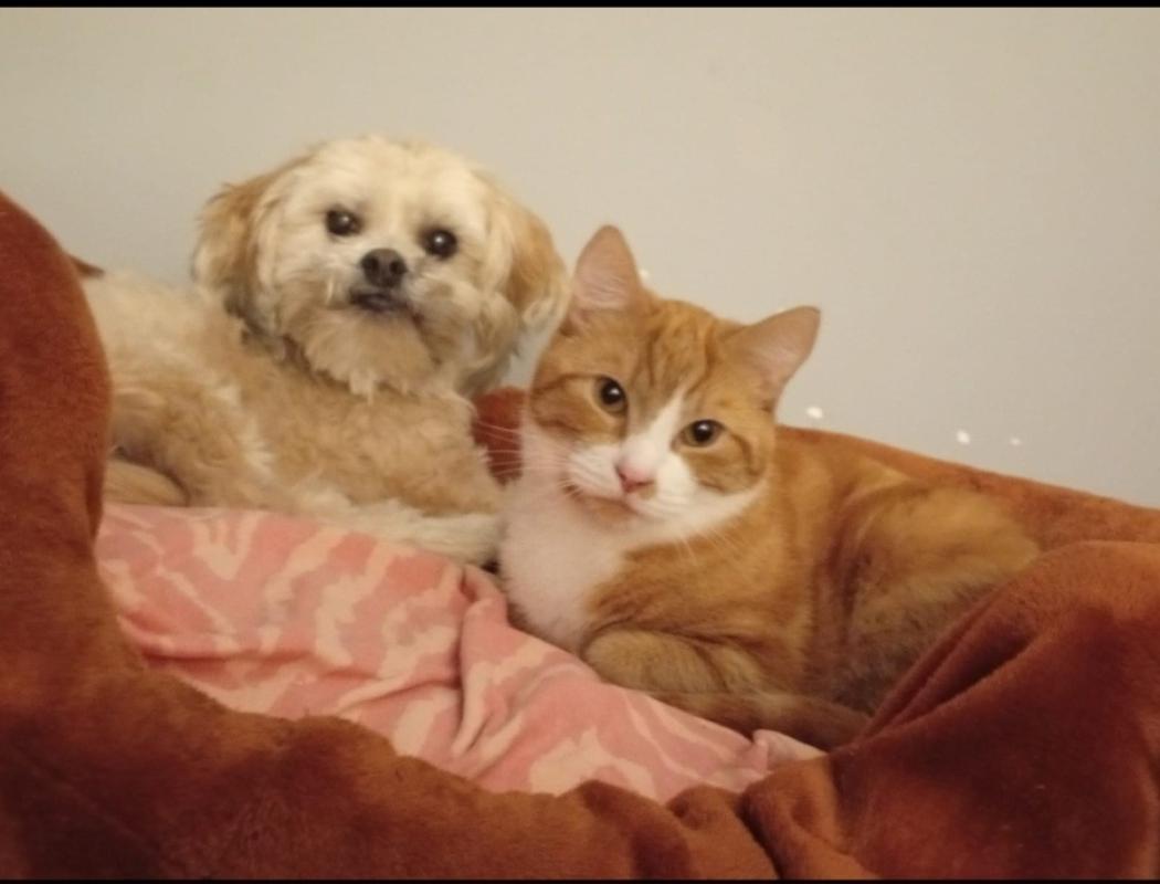 Max / Kater