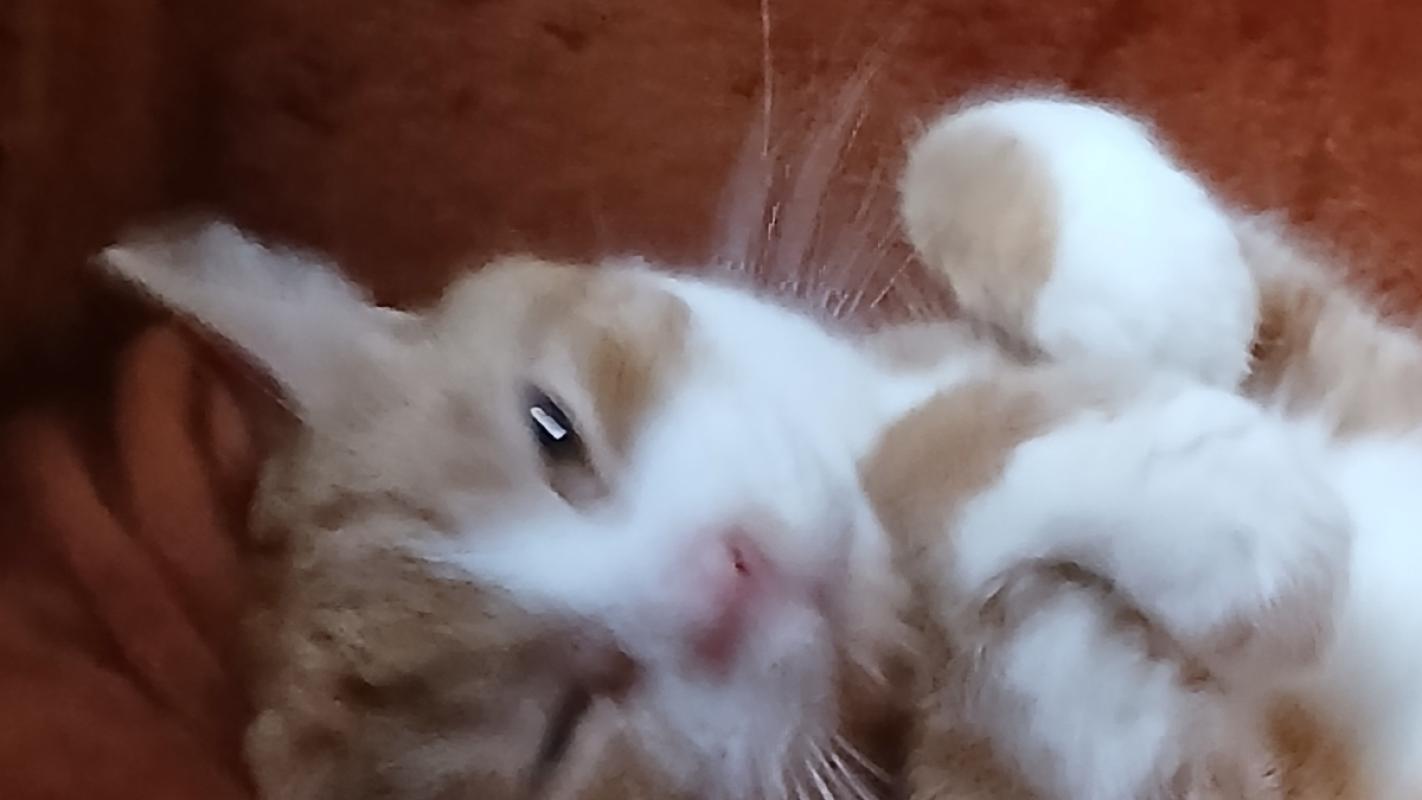 Max / Kater