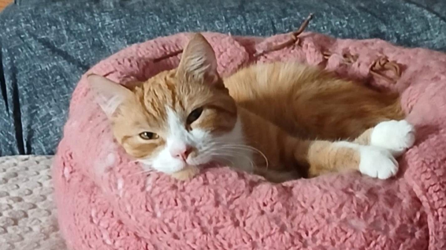 Max / Kater
