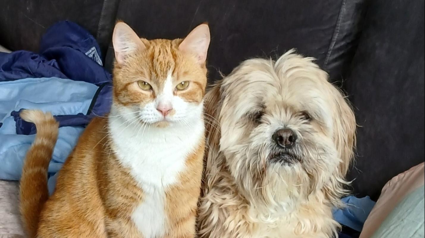 Max / Kater