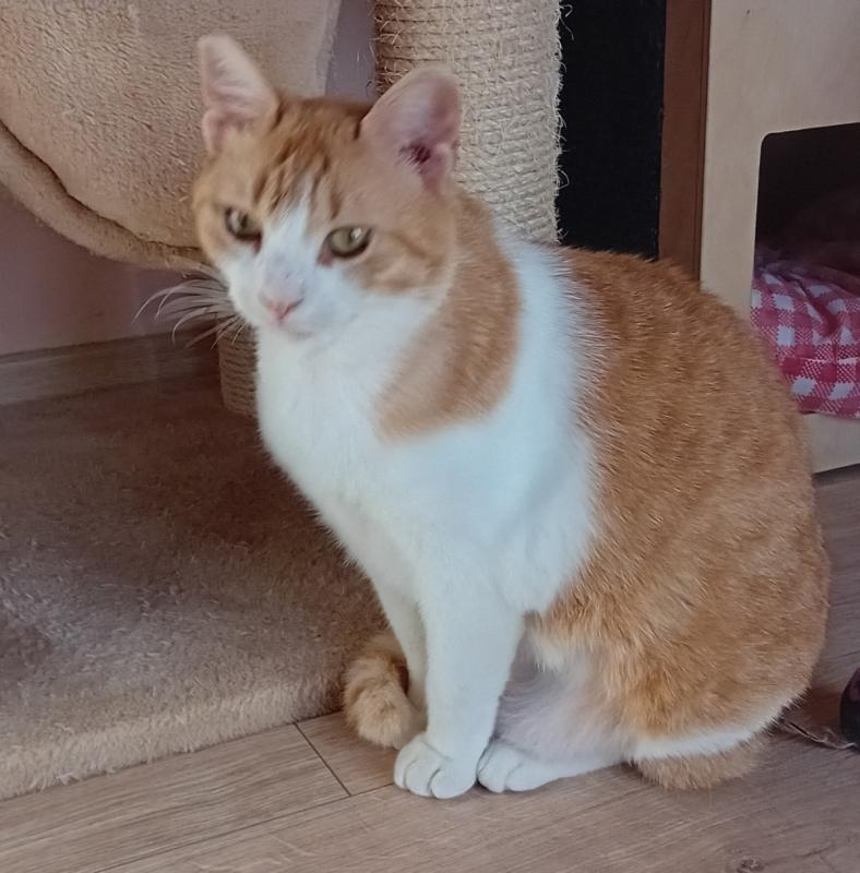 Georgie