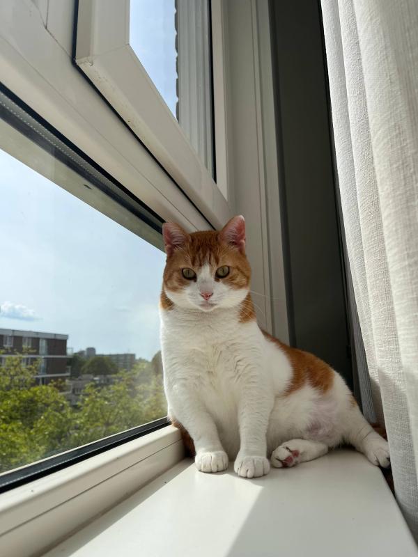 Georgie