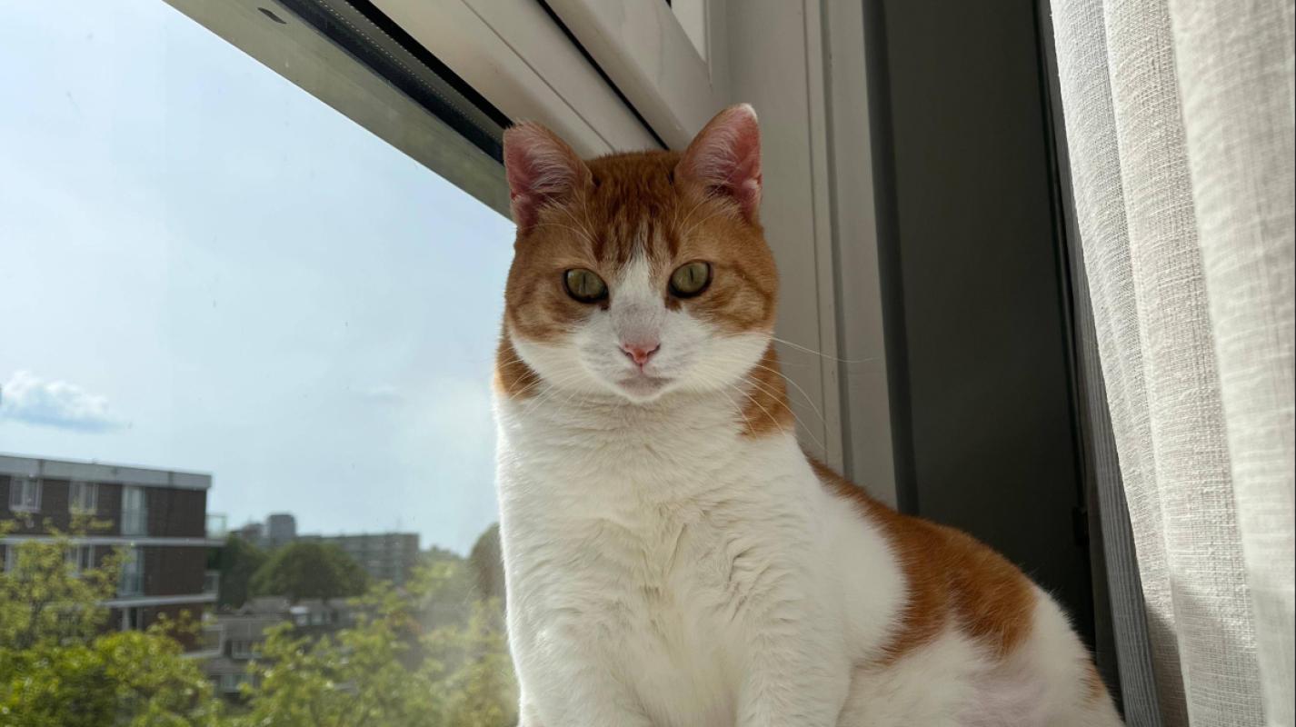 Georgie
