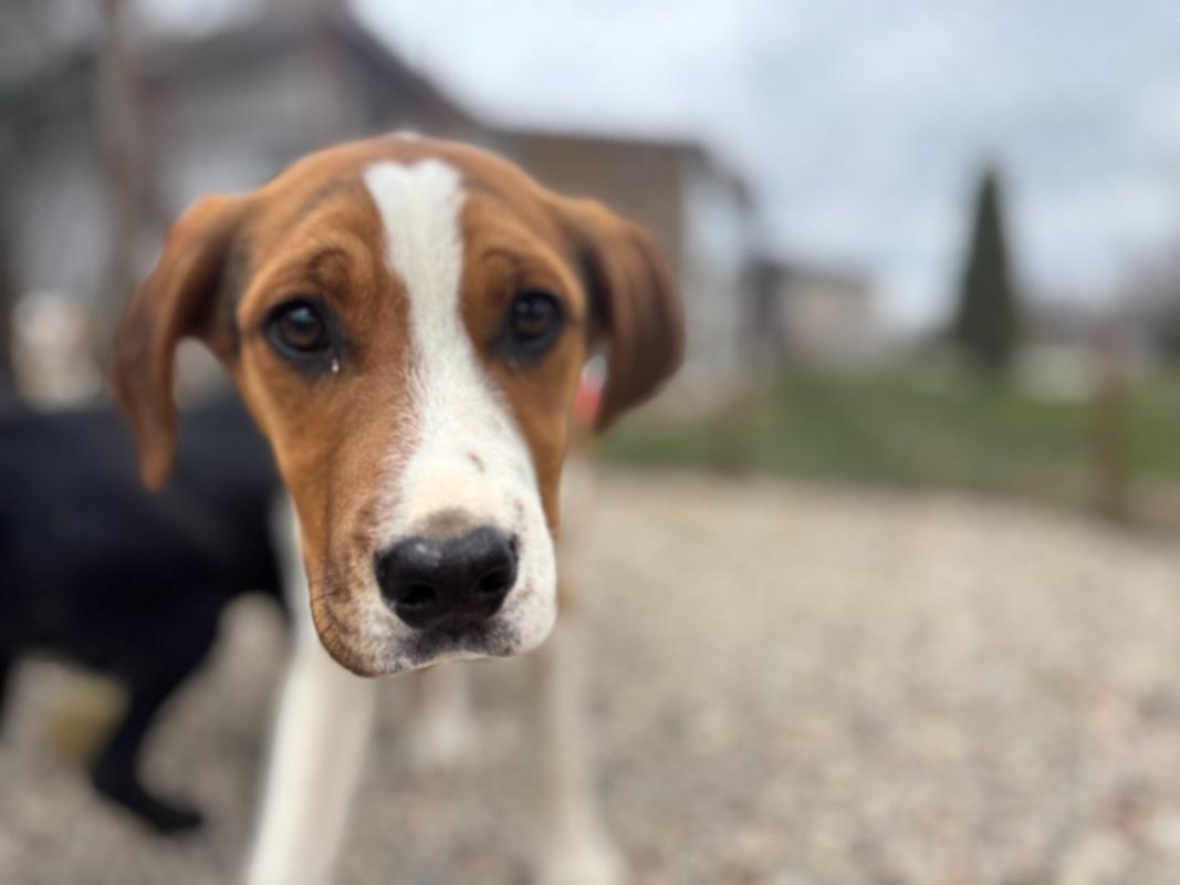 Suki