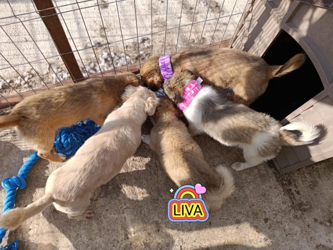 Liva