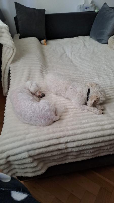 Toby