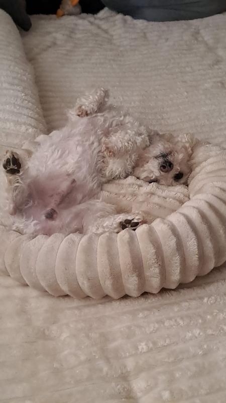 Toby