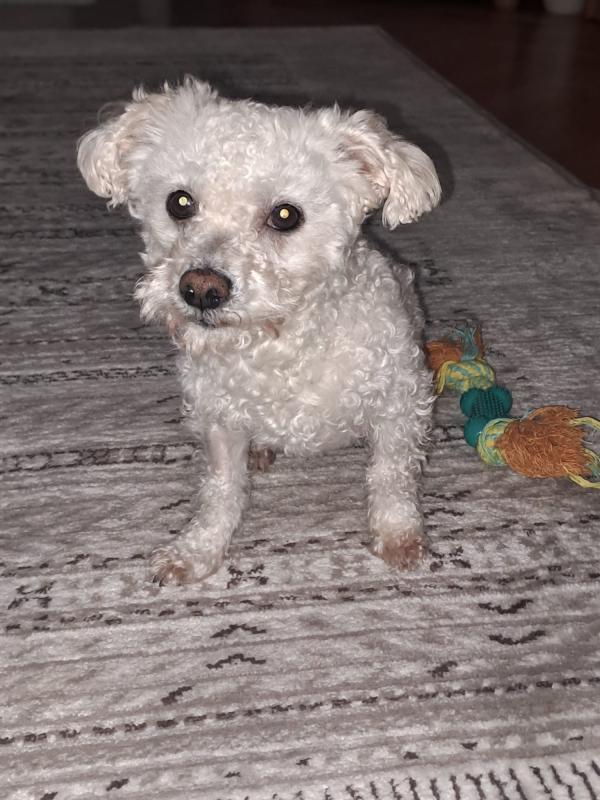Toby