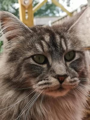 Simon
