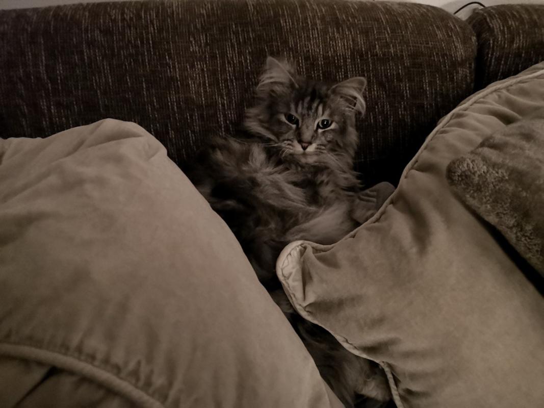 Simon