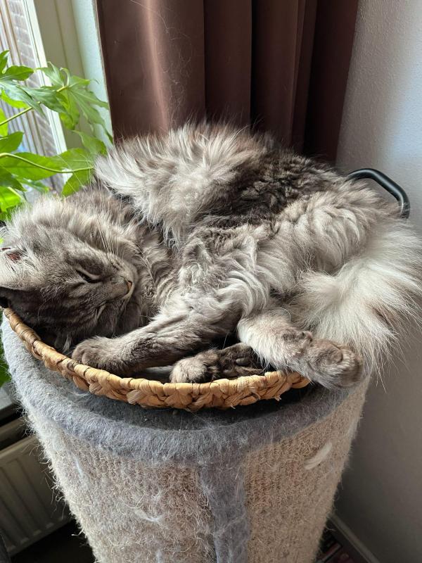 Simon