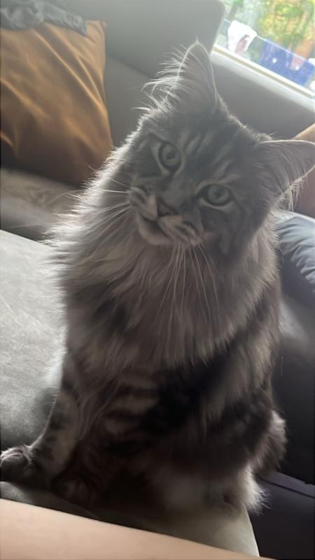 Simon