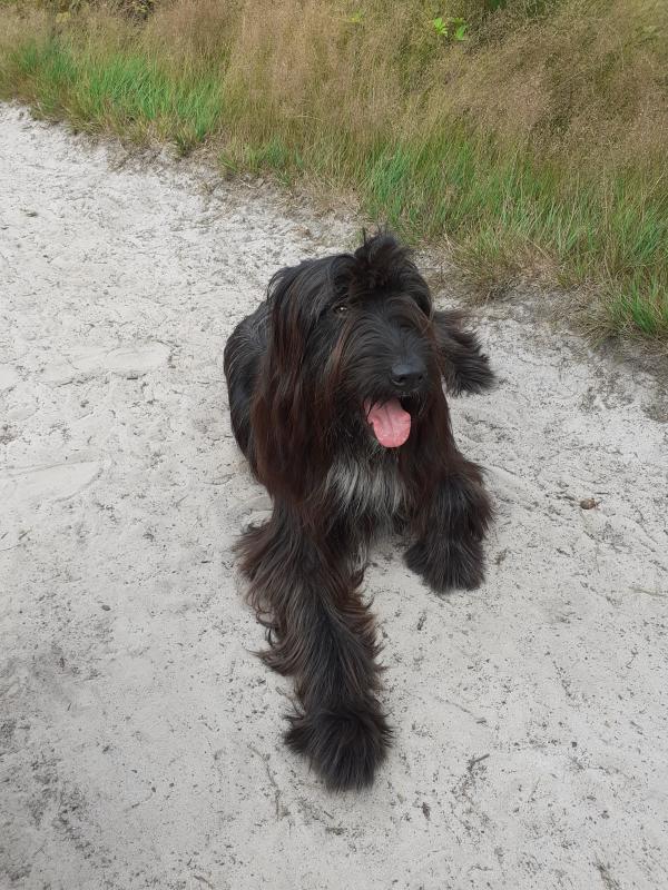 Skipper