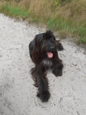 Skipper