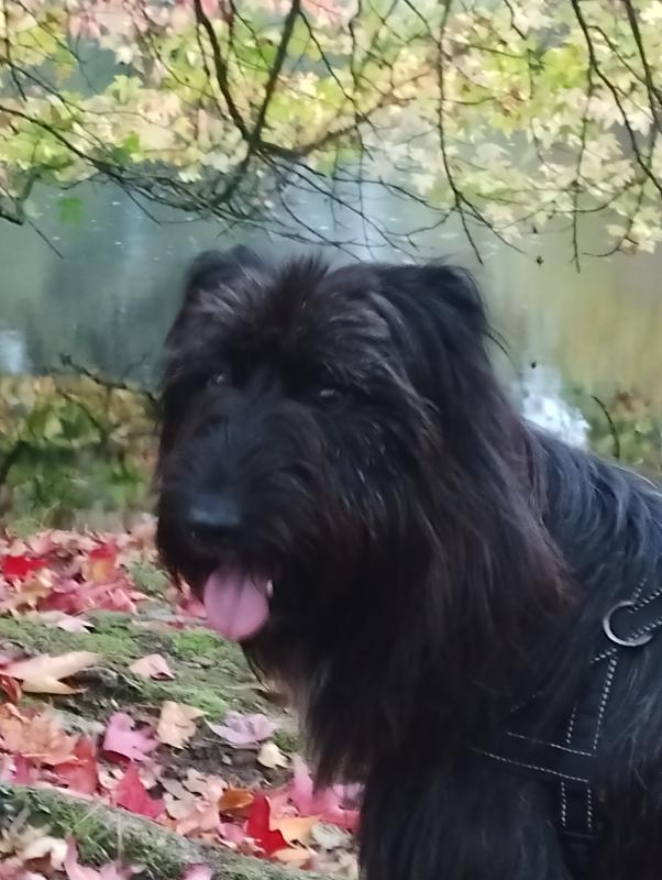 Skipper