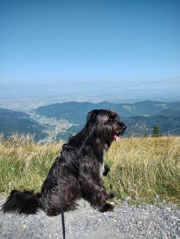 Skipper