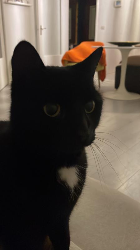 Muppet