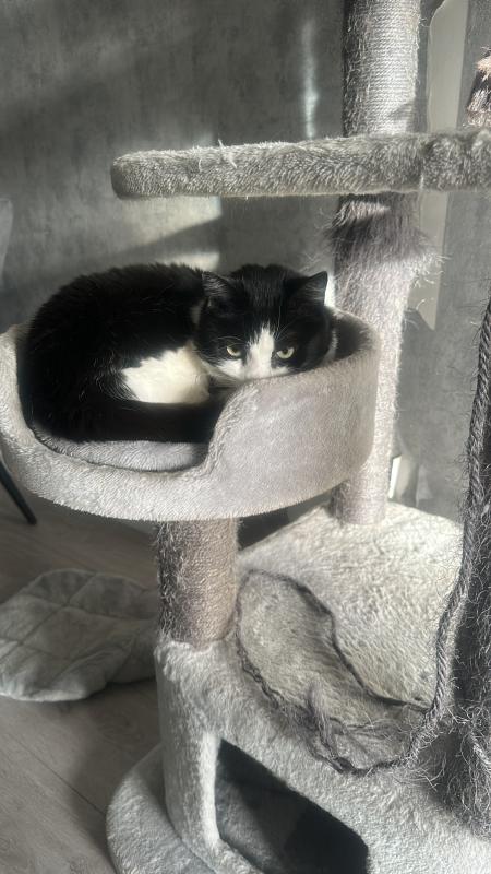 Izzy