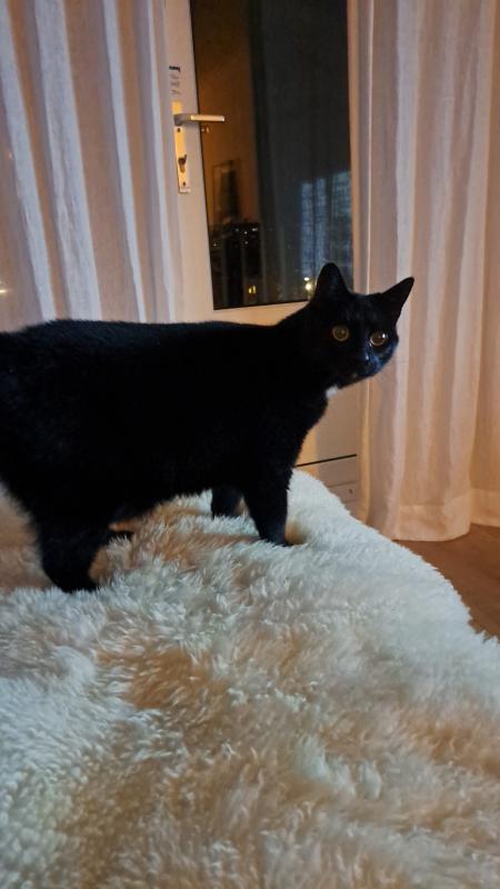 Mimi