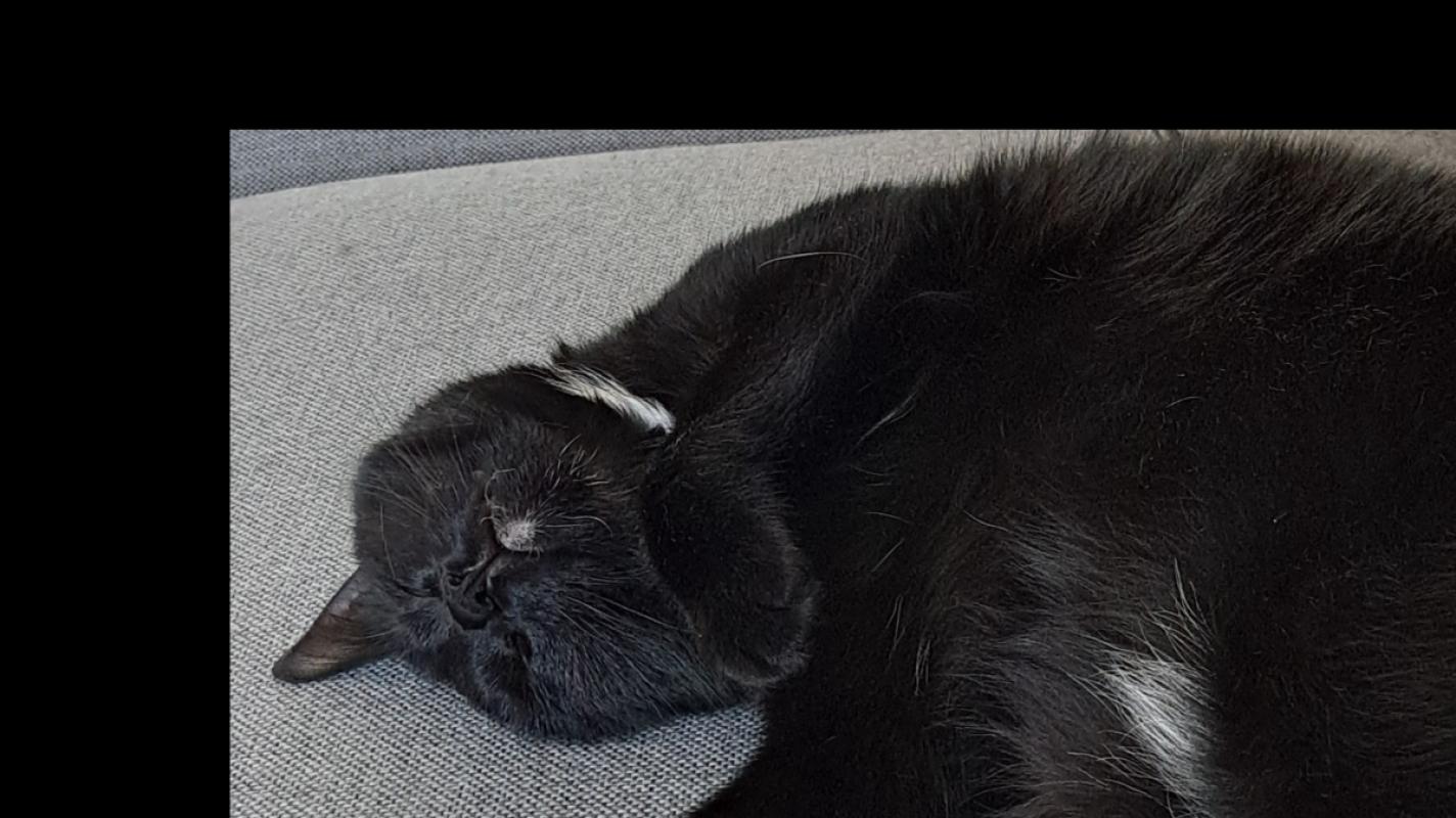 Mimi