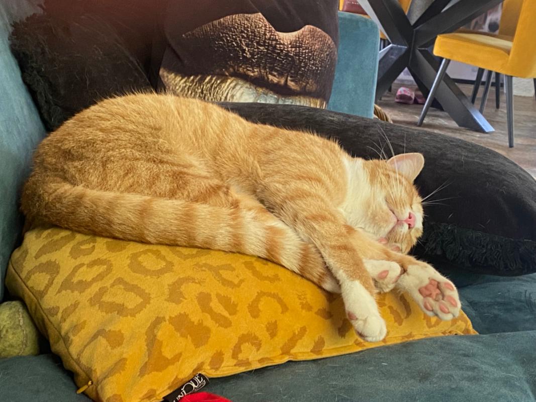 Tom
