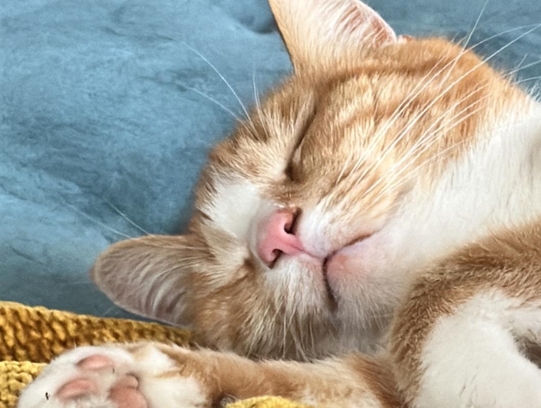 Tom