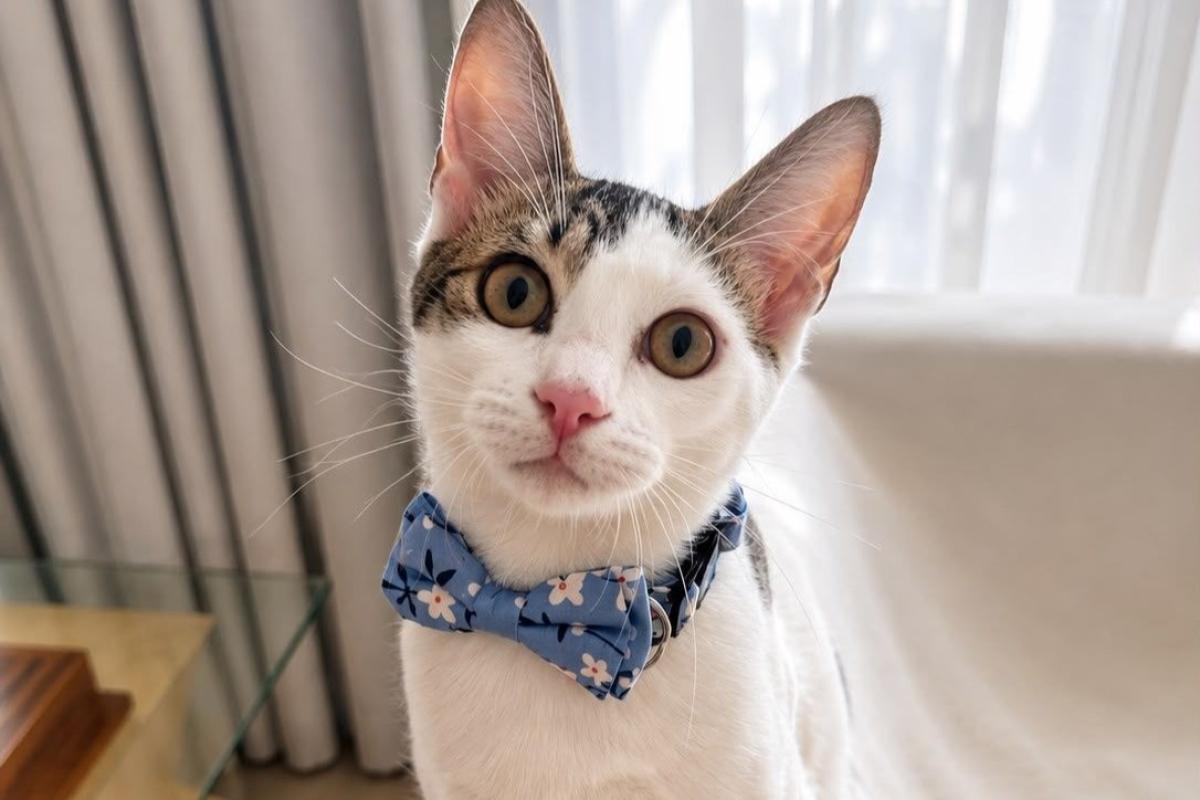 Milo