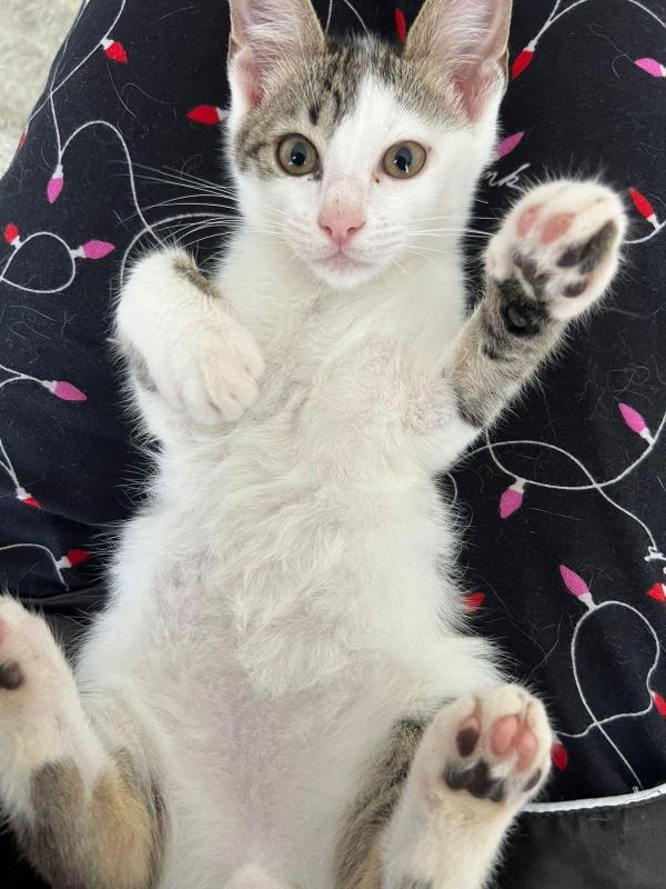 Milo