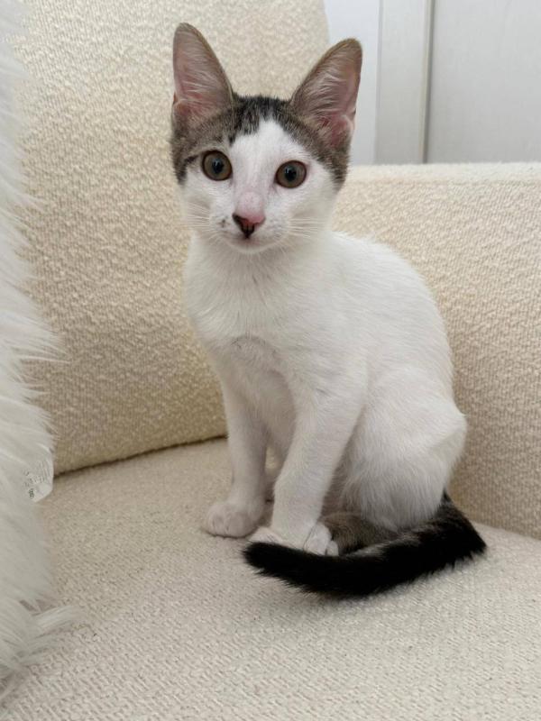 Milo