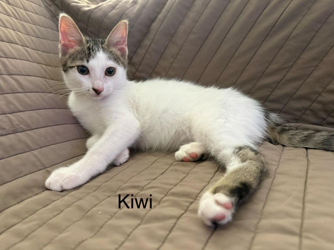 Kiwi