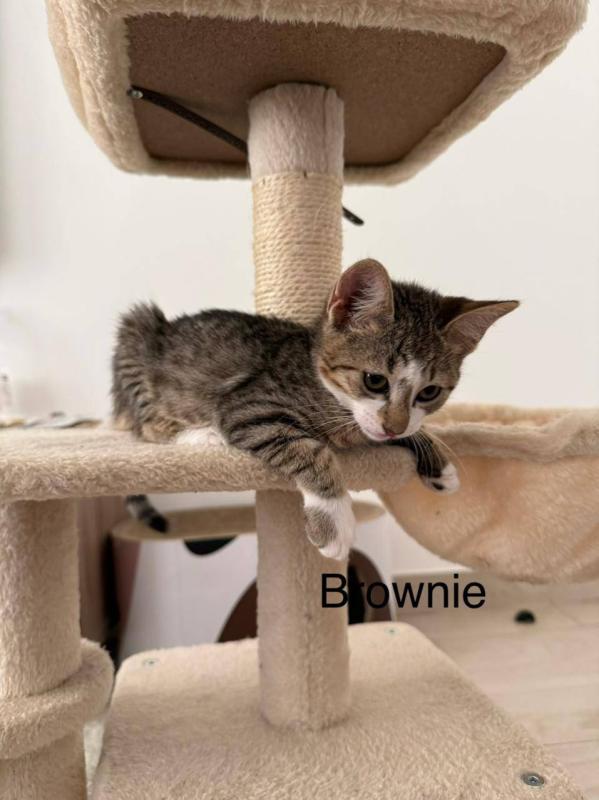 Brownie