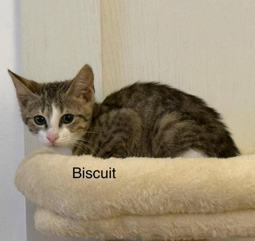 Biscuit
