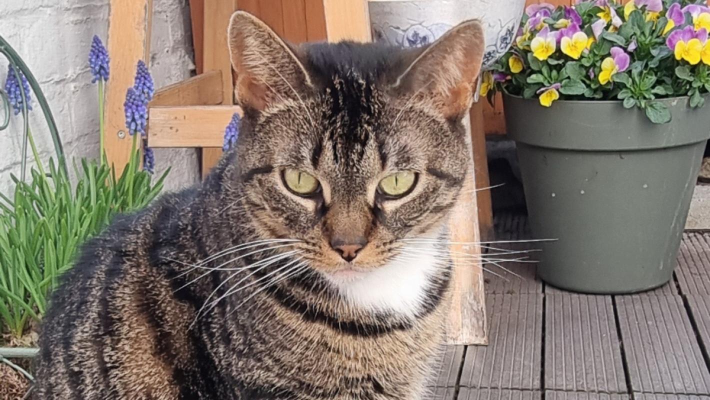 Luca