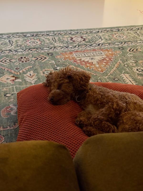 Lio
