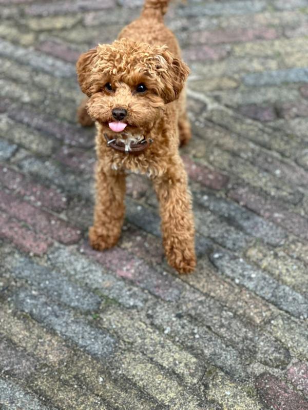 Lio