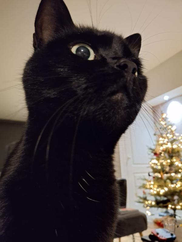 Cas