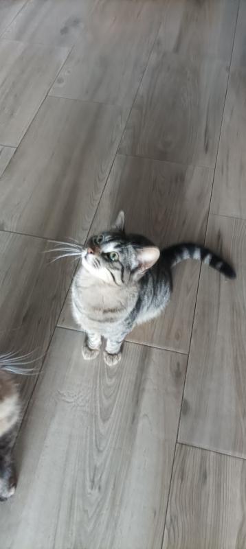 Amigo