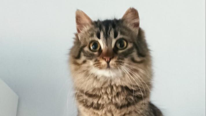 Amy