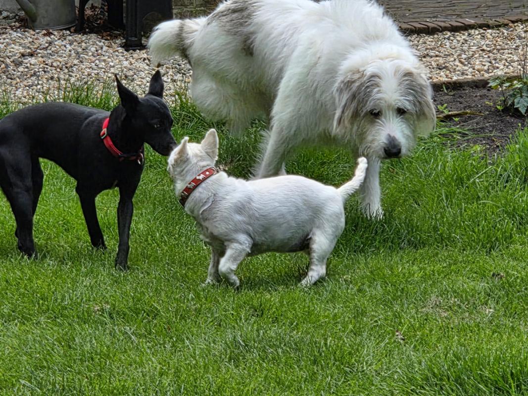 Bobby