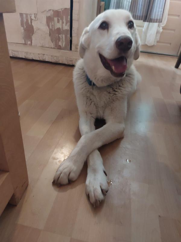 Aron