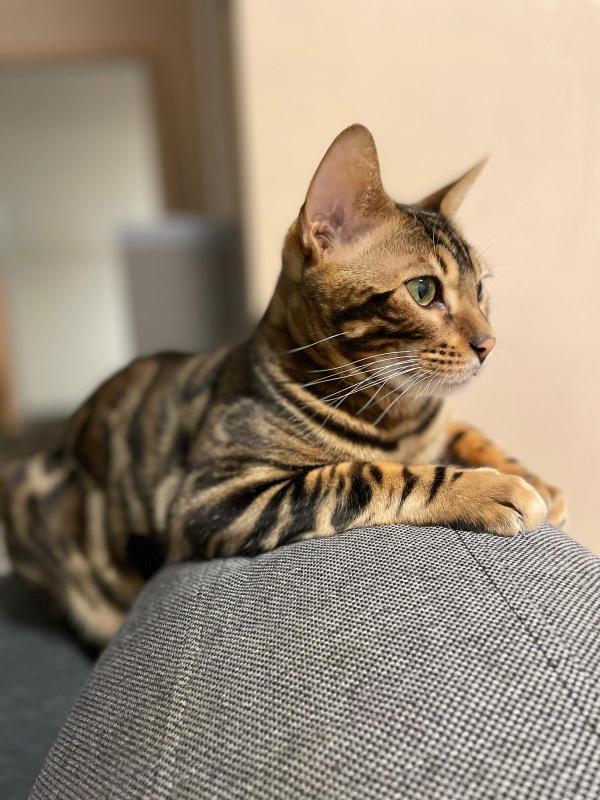 Simba