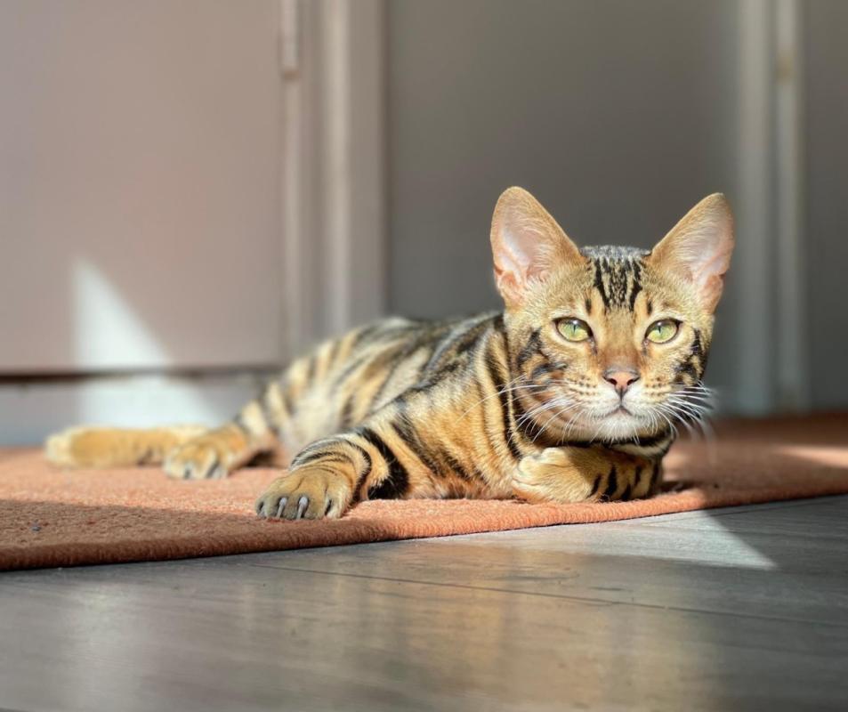 Simba