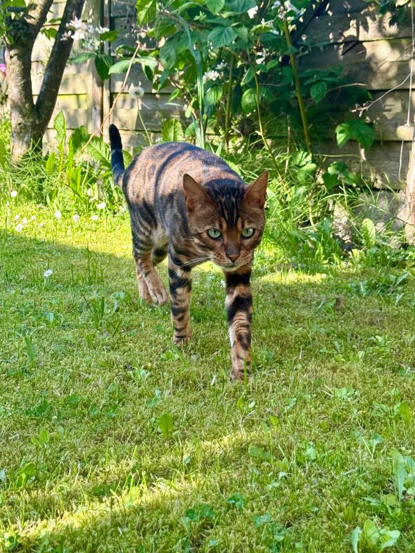 Simba