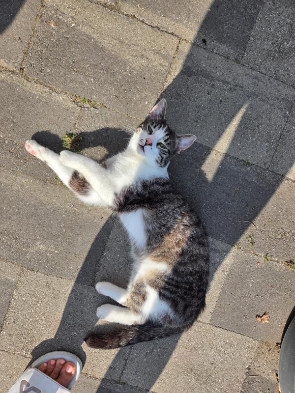 Ollie