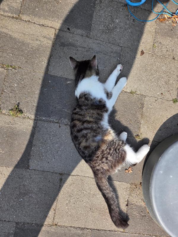 Ollie