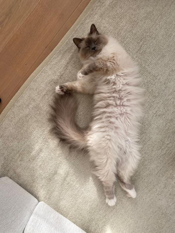 Mushi