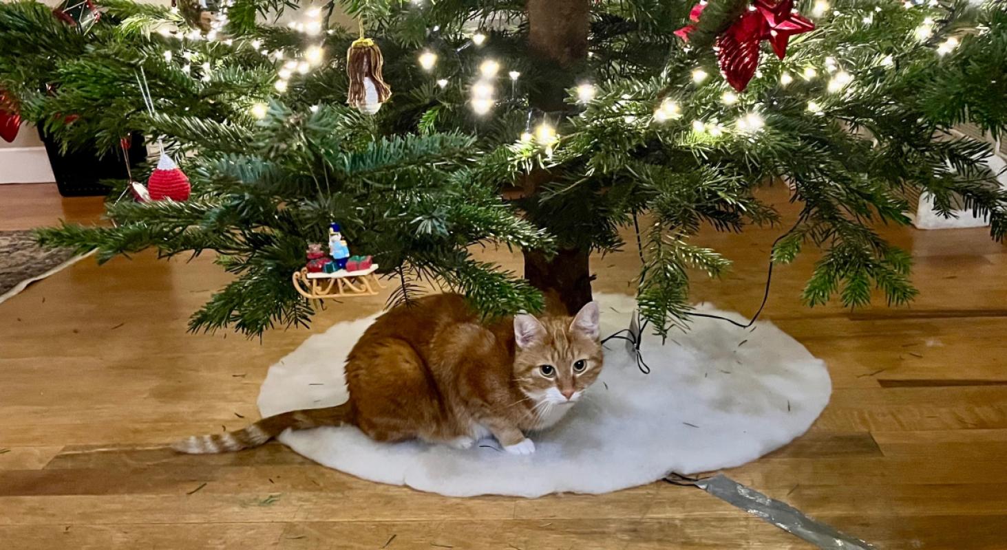 Sammy
